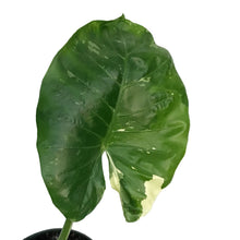 Load image into Gallery viewer, Alocasia, 6in, Macrorrhiza Variegated