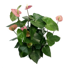 Load image into Gallery viewer, Anthurium, 8in, Anouk Purple