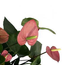Load image into Gallery viewer, Anthurium, 8in, Anouk Purple