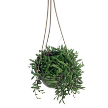 Load image into Gallery viewer, Succulent, 6in HB, Senecio Herreianus Purple Flush