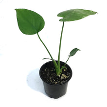 Load image into Gallery viewer, Monstera, 4in, Bulbasaur
