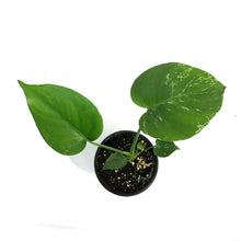Load image into Gallery viewer, Monstera, 4in, Bulbasaur