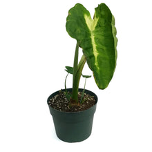 Load image into Gallery viewer, Colocasia, 6in, White Lava