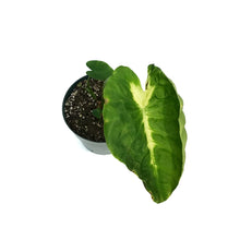 Load image into Gallery viewer, Colocasia, 6in, White Lava