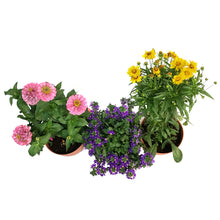 Load image into Gallery viewer, Planter, 8in Summer Terracotta Pot Assorted