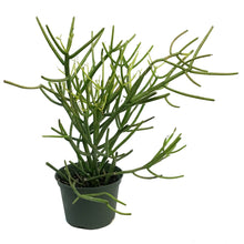 Load image into Gallery viewer, Succulent, 6in, Euphorbia Pencil