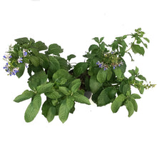 Load image into Gallery viewer, Butterfly Bush, 10in, Blue