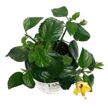 Load image into Gallery viewer, Hibiscus, 8in, Hollywood, Rico Suave