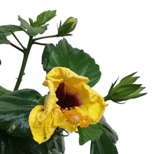Load image into Gallery viewer, Hibiscus, 8in, Hollywood, Rico Suave