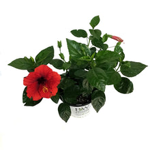Load image into Gallery viewer, Hibiscus, 8in, Hollywood, Hot Shot
