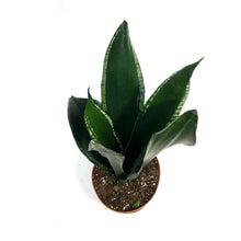 Load image into Gallery viewer, Sansevieria, 6in, Starry Sky