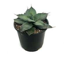 Load image into Gallery viewer, Agave, 6in, Parryi