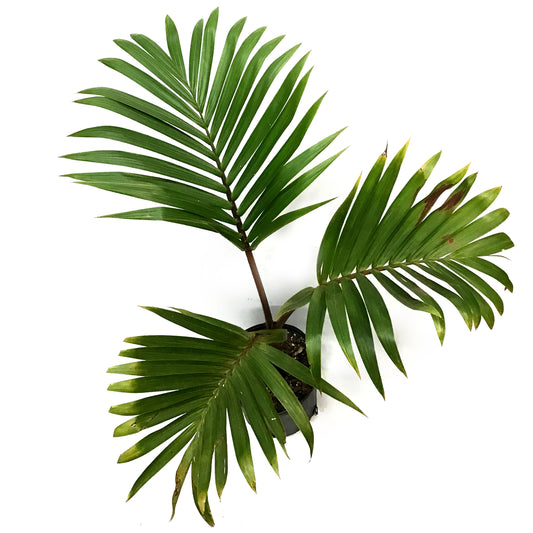 Palm, 10in, Hyophorbe Bottle