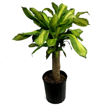 Load image into Gallery viewer, Dracaena, 10in, Mass Cane Single