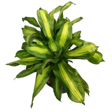 Load image into Gallery viewer, Dracaena, 10in, Mass Cane Single