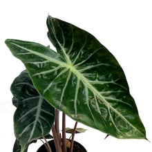 Load image into Gallery viewer, Alocasia, 6in, Pink Princess