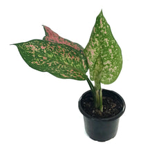 Load image into Gallery viewer, Aglaonema, 4in, Ruby Ray