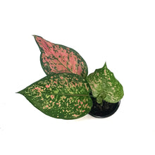 Load image into Gallery viewer, Aglaonema, 4in, Ruby Ray