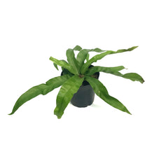 Load image into Gallery viewer, Fern, 4in, Asplenium Huricane