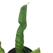 Load image into Gallery viewer, Fern, 4in, Asplenium Huricane