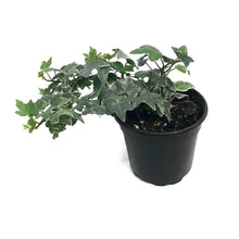 Load image into Gallery viewer, Ivy, 4in, Glacier