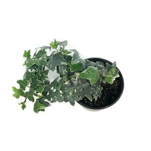 Load image into Gallery viewer, Ivy, 4in, Glacier