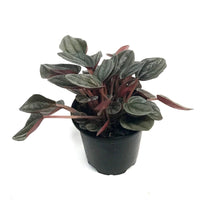 Load image into Gallery viewer, Peperomia, 4in,Santorini