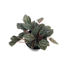 Load image into Gallery viewer, Peperomia, 4in,Santorini