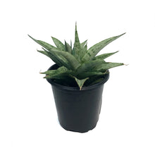 Load image into Gallery viewer, Sansevieria, 3.5in, Cinta White