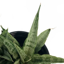 Load image into Gallery viewer, Sansevieria, 3.5in, Cinta White