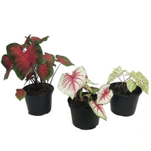 Load image into Gallery viewer, Caladium, 6in, Assorted