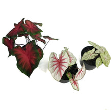Load image into Gallery viewer, Caladium, 6in, Assorted