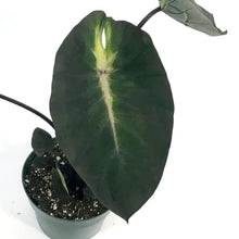 Load image into Gallery viewer, Colocasia, 6in, Black Stem