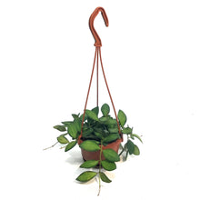 Load image into Gallery viewer, Hoya, 4in, Hanging Basket Neon DS-70
