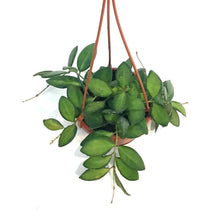 Load image into Gallery viewer, Hoya, 4in, Hanging Basket Neon DS-70