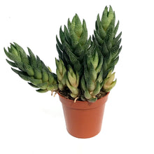 Load image into Gallery viewer, Succulent, 3.25in, Haworthia & Aloe Mix