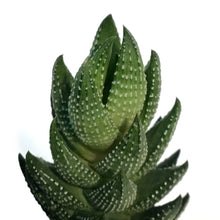 Load image into Gallery viewer, Succulent, 3.25in, Haworthia & Aloe Mix