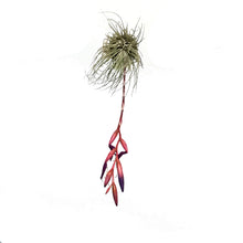 Load image into Gallery viewer, Tillandsia Argentea, Large