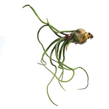 Load image into Gallery viewer, Tillandsia Bulbosa 5.5"