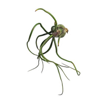 Load image into Gallery viewer, Tillandsia Bulbosa 5.5"