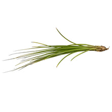 Load image into Gallery viewer, Tillandsia Festucoides, Large