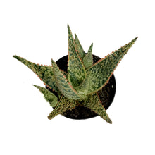 Load image into Gallery viewer, Aloe Vera, 9cm, Crimson Dragon