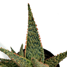 Load image into Gallery viewer, Aloe Vera, 9cm, Crimson Dragon