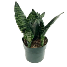 Load image into Gallery viewer, Sansevieria, 6in, Futura Robusta