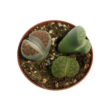 Load image into Gallery viewer, Succulent, 3in, Lithops Living Stone