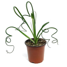 Load image into Gallery viewer, Succulent, 4in, Frizzle Sizzle