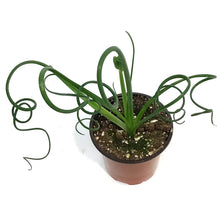 Load image into Gallery viewer, Succulent, 4in, Frizzle Sizzle