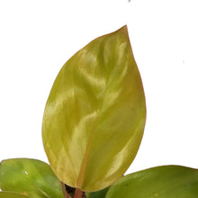 Load image into Gallery viewer, Philodendron, 4in, Mars