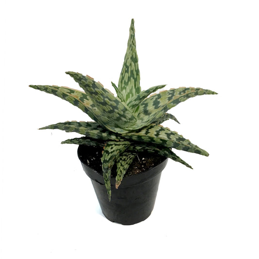 Aloe Vera, 9cm, Sidewinder