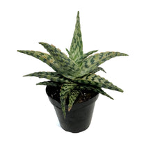 Load image into Gallery viewer, Aloe Vera, 9cm, Sidewinder